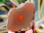 Polished On One Side Red Sashe River Agate Nodules x 12 From Zimbabwe - Toprock Gemstones and Minerals 