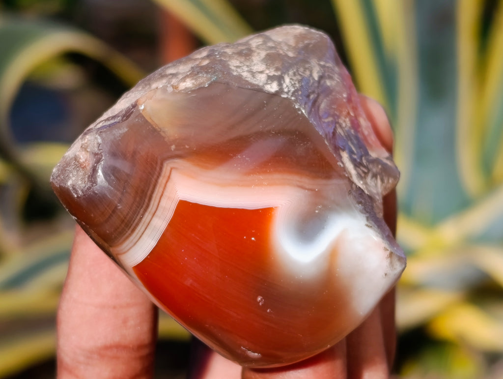 Polished On One Side Red Sashe River Agate Nodules x 12 From Zimbabwe - Toprock Gemstones and Minerals 