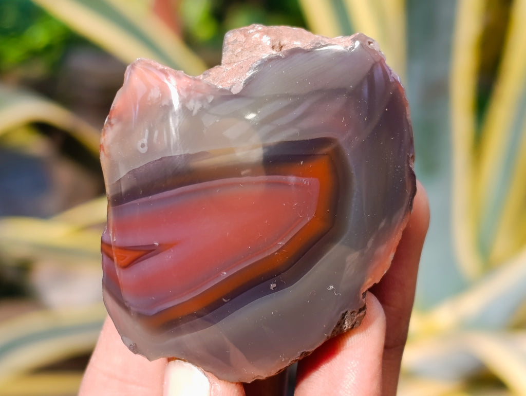 Polished On One Side Red Sashe River Agate Nodules x 12 From Zimbabwe - Toprock Gemstones and Minerals 