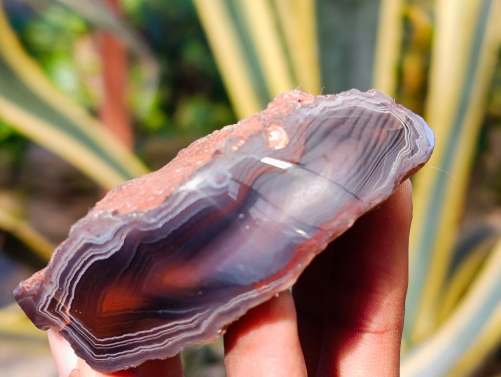 Polished On One Side Red Sashe River Agate Nodules x 12 From Zimbabwe - Toprock Gemstones and Minerals 