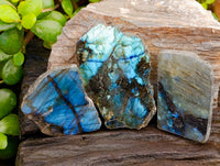 Polished On One Side Labradorite Plates x 24 From Tulear, Madagascar - Toprock Gemstones and Minerals 