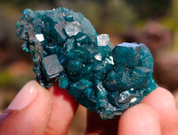 Natural Dioptase On Dolomite Specimens x 12 From Likasi, Congo - Toprock Gemstones and Minerals 