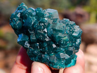 Natural Dioptase On Dolomite Specimens x 12 From Likasi, Congo - Toprock Gemstones and Minerals 