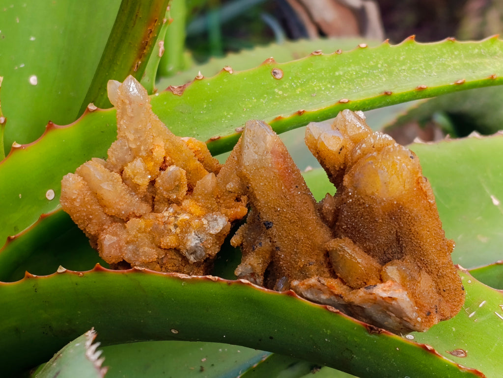 Natural Golden Limonite Fairy Spirit Quartz Clusters x 24 From South Africa - Toprock Gemstones and Minerals 