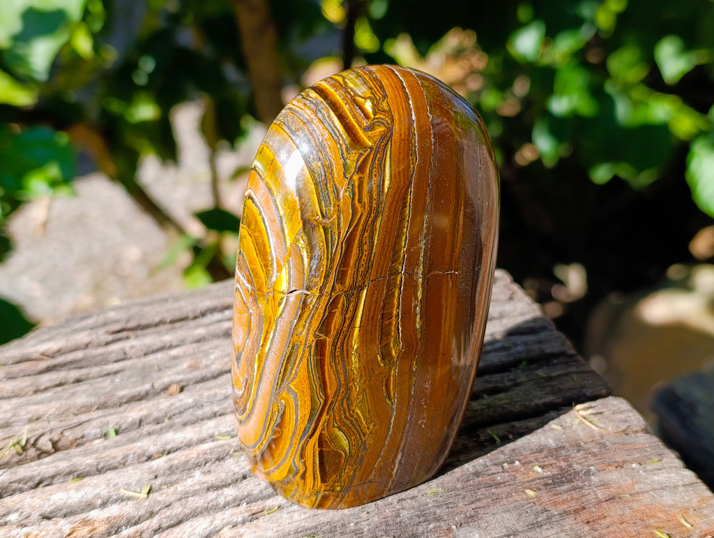 Polished Golden River Tigers Eye Standing Free Forms x 2 From Prieska, South Africa - Toprock Gemstones and Minerals 