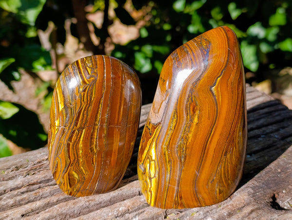 Polished Golden River Tigers Eye Standing Free Forms x 2 From Prieska, South Africa