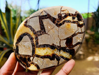 Polished Septerye Slices x 6 From Madagascar - Toprock Gemstones and Minerals 