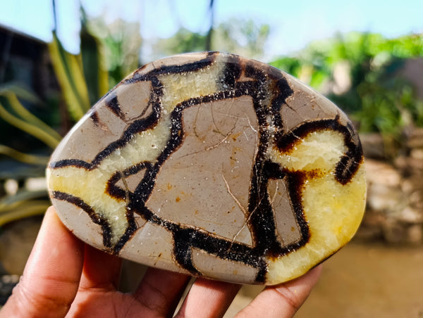 Polished Septerye Slices x 6 From Madagascar