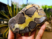 Polished Septerye Slices x 6 From Madagascar - Toprock Gemstones and Minerals 