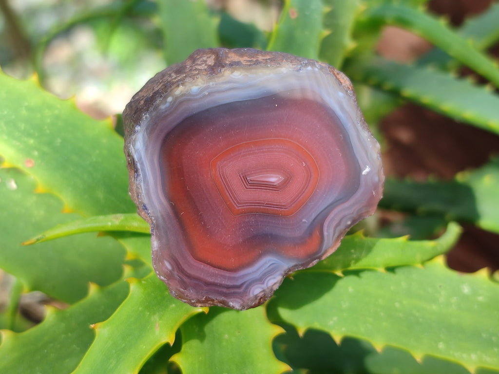 Polished On One Side Red Sashe River Agate Nodules x 12 From Zimbabwe - Toprock Gemstones and Minerals 