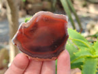 Polished On One Side Red Sashe River Agate Nodules x 12 From Zimbabwe - Toprock Gemstones and Minerals 
