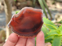 Polished On One Side Red Sashe River Agate Nodules x 12 From Zimbabwe
