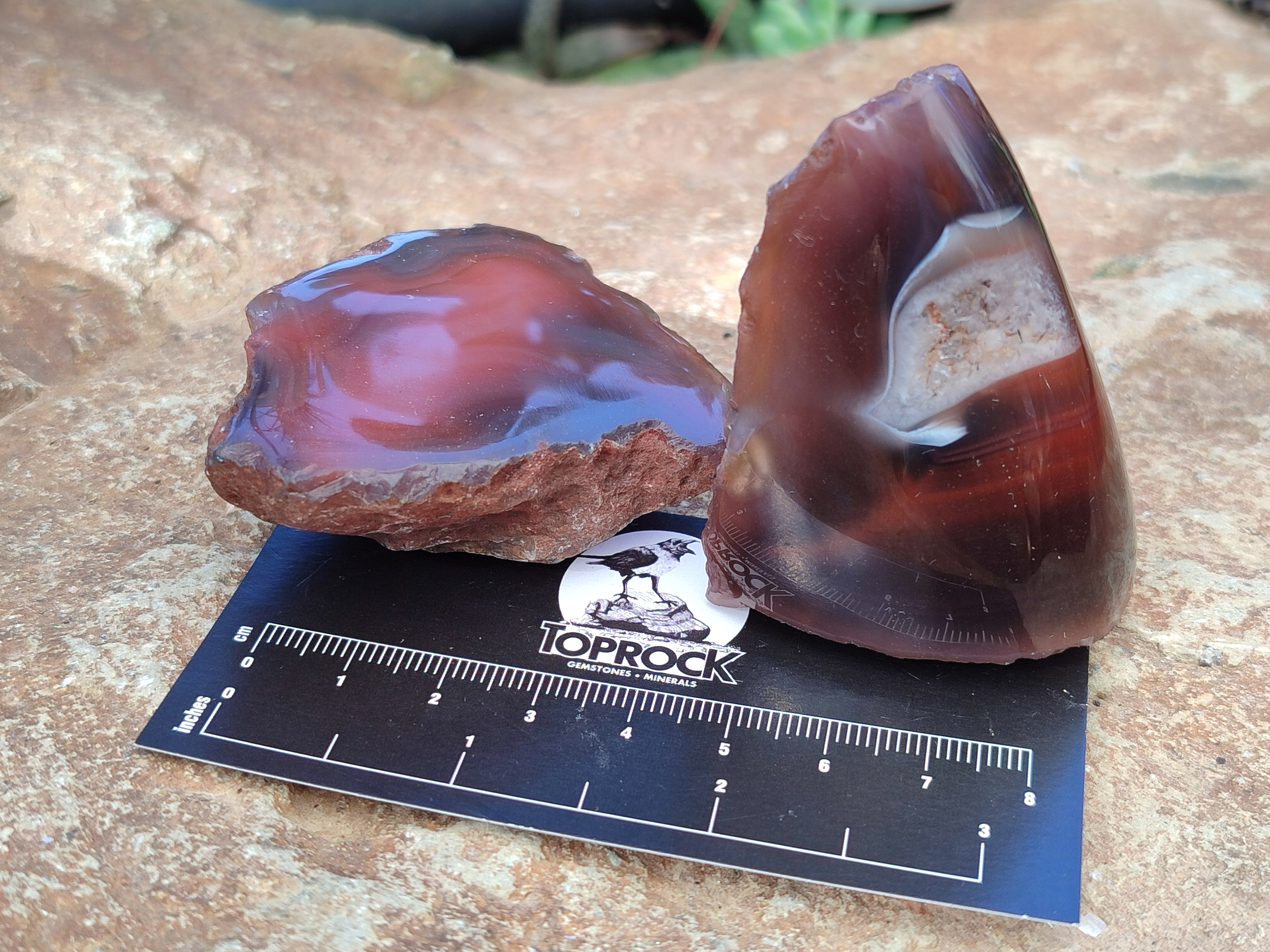 Polished On One Side Red Sashe River Agate Nodules x 12 From Zimbabwe - Toprock Gemstones and Minerals 