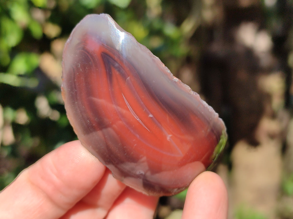 Polished On One Side Red Sashe River Agate Nodules x 12 From Zimbabwe - Toprock Gemstones and Minerals 
