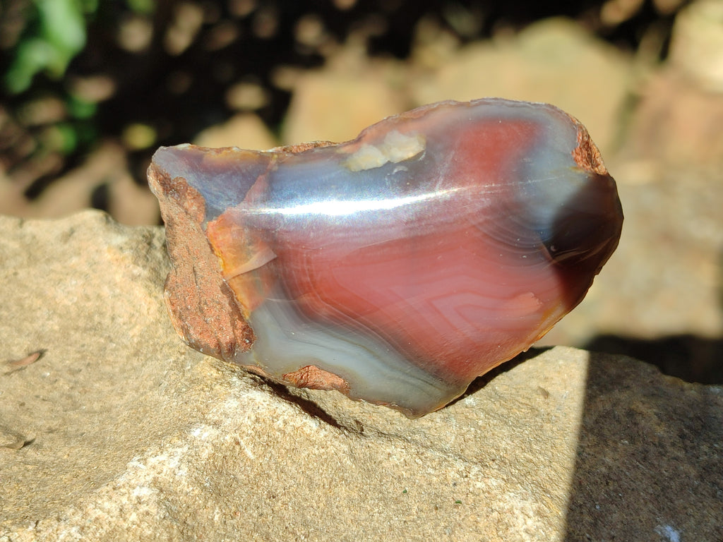 Polished On One Side Red Sashe River Agate Nodules x 12 From Zimbabwe - Toprock Gemstones and Minerals 