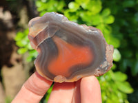Polished On One Side Red Sashe River Agate Nodules x 12 From Zimbabwe