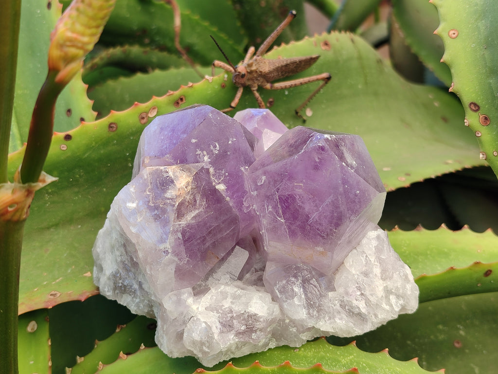Natural Jacaranda Amethyst Quartz Cluster x 2 From Mumbwa, Zambia - Toprock Gemstones and Minerals 