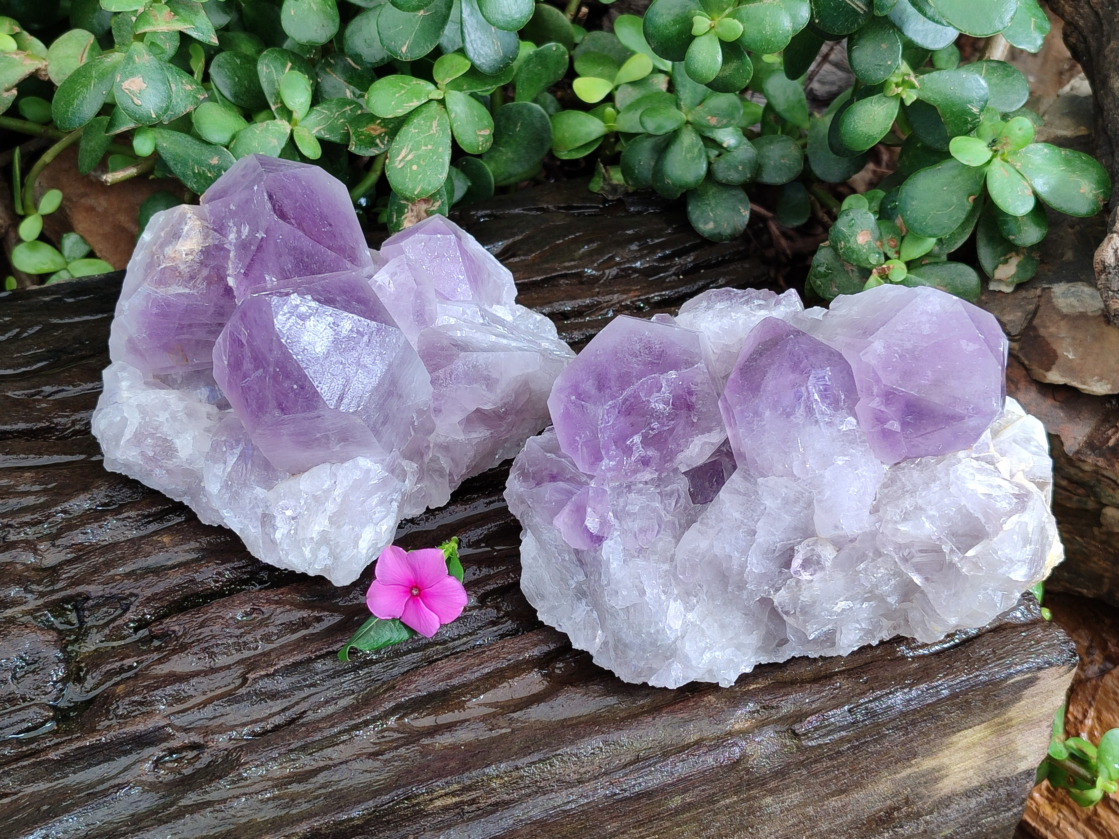 Natural Jacaranda Amethyst Quartz Cluster x 2 From Mumbwa, Zambia - Toprock Gemstones and Minerals 