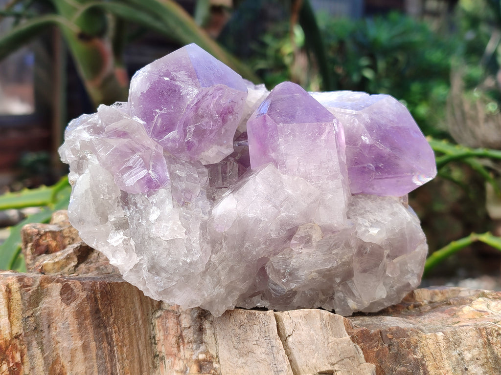 Natural Jacaranda Amethyst Quartz Cluster x 2 From Mumbwa, Zambia - Toprock Gemstones and Minerals 