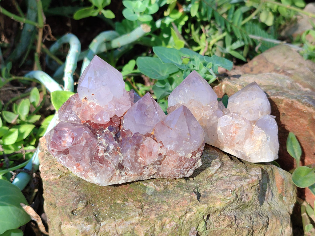 Natural Cactus Flower Amethyst Spirit Quartz Clusters x 18 From South Africa - Toprock Gemstones and Minerals 