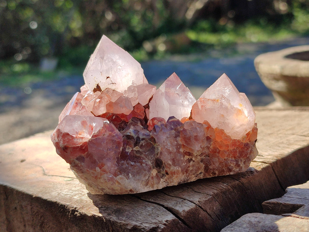 Natural Cactus Flower Amethyst Spirit Quartz Clusters x 18 From South Africa - Toprock Gemstones and Minerals 