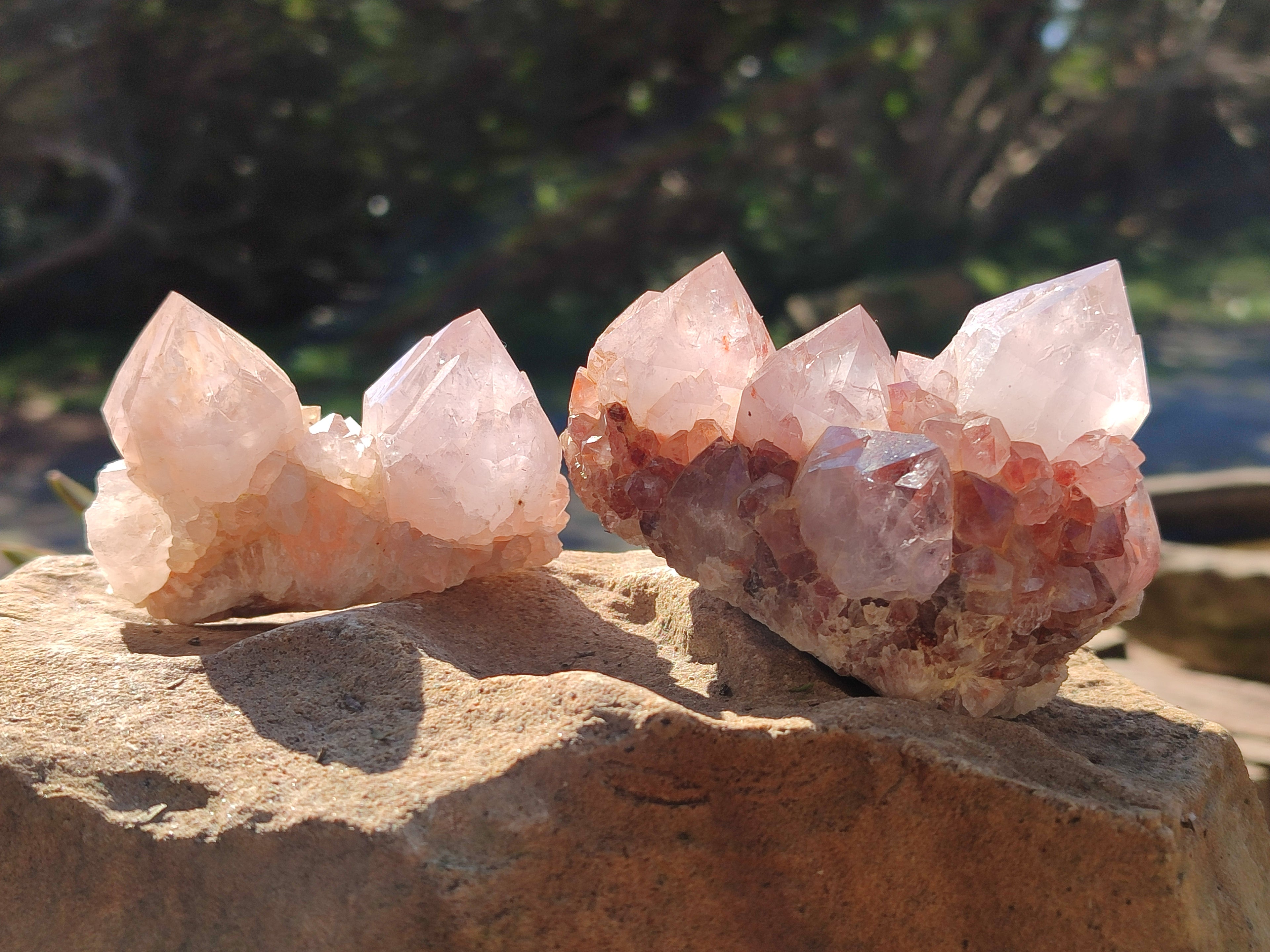Natural Cactus Flower Amethyst Spirit Quartz Clusters x 18 From South Africa - Toprock Gemstones and Minerals 