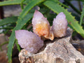 Natural Cactus Flower Amethyst Spirit Quartz Clusters x 18 From South Africa - Toprock Gemstones and Minerals 