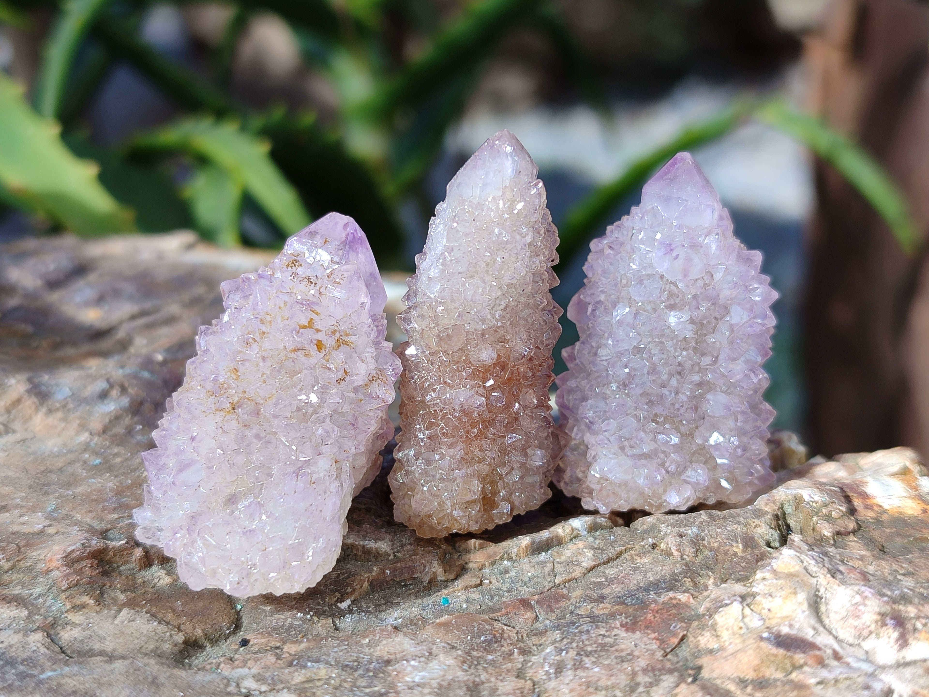 Natural Cactus Flower Amethyst Spirit Quartz Clusters x 18 From South Africa - Toprock Gemstones and Minerals 