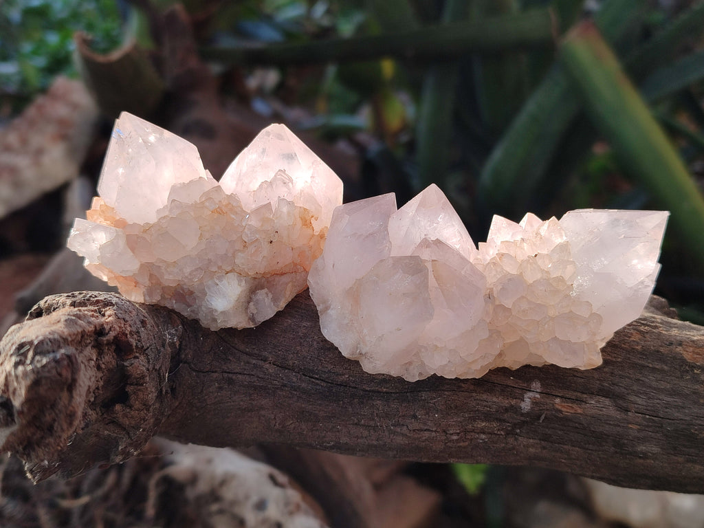 Natural Cactus Flower Amethyst Spirit Quartz Clusters x 24 From South Africa - Toprock Gemstones and Minerals 