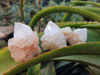 Natural Cactus Flower Amethyst Spirit Quartz Clusters x 24 From South Africa - Toprock Gemstones and Minerals 