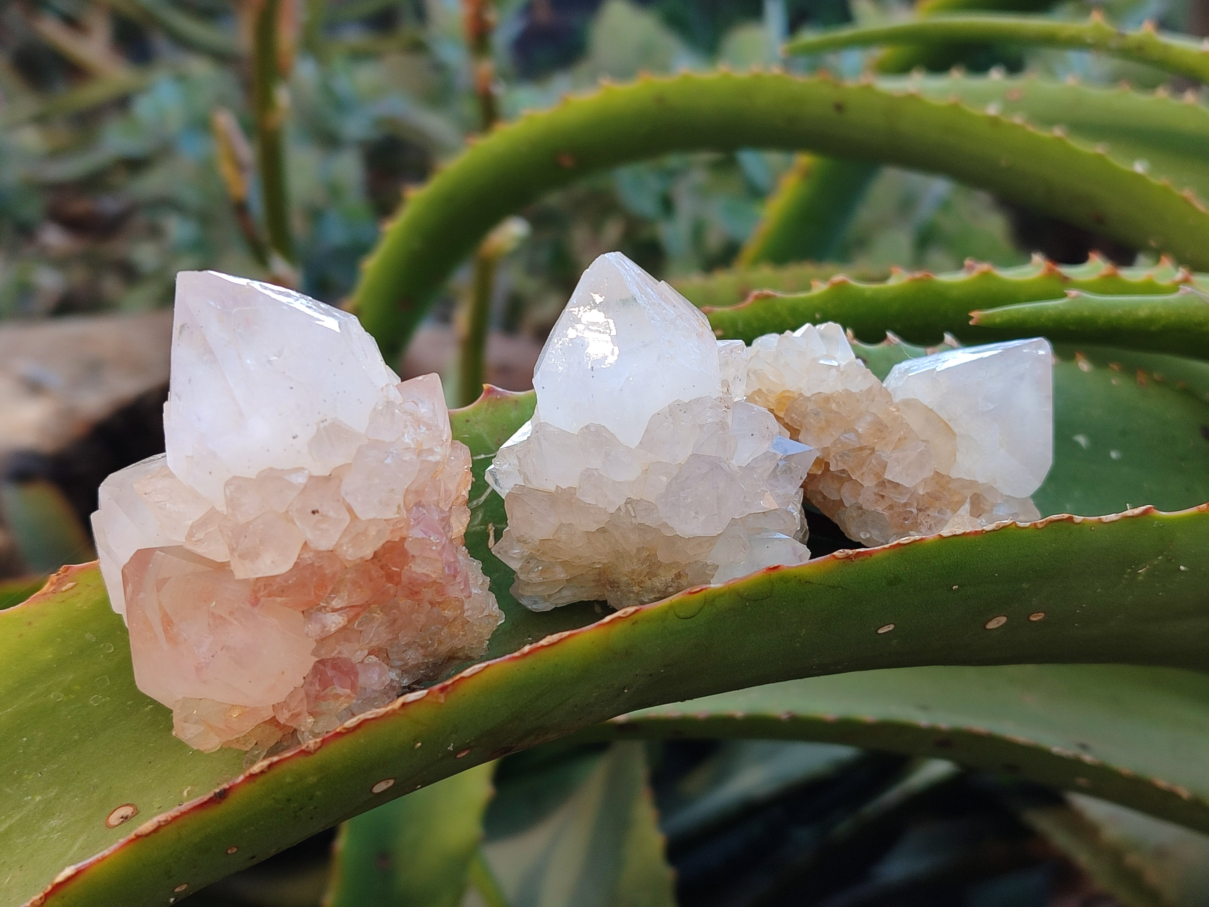 Natural Cactus Flower Amethyst Spirit Quartz Clusters x 24 From South Africa - Toprock Gemstones and Minerals 
