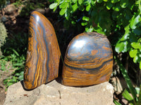 Polished Golden River Tigers Eye Standing Free Forms x 2 From Prieska, South Africa - Toprock Gemstones and Minerals 