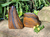 Polished Golden River Tigers Eye Standing Free Forms x 2 From Prieska, South Africa - Toprock Gemstones and Minerals 