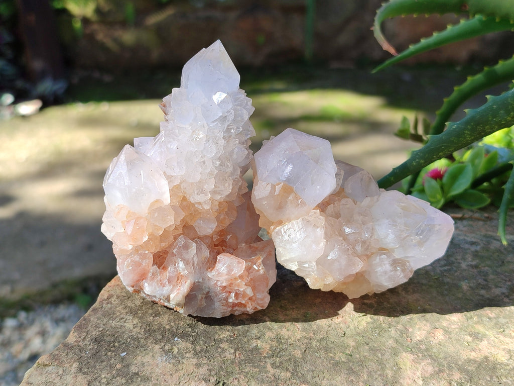 Natural Lilac Cactus Spirit Quartz Clusters x 6 From South Africa - Toprock Gemstones and Minerals 