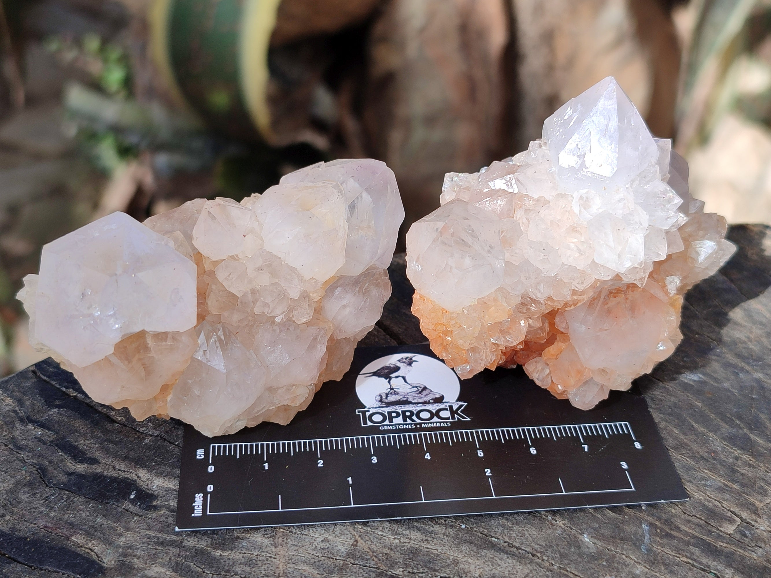 Natural Lilac Cactus Spirit Quartz Clusters x 6 From South Africa - Toprock Gemstones and Minerals 