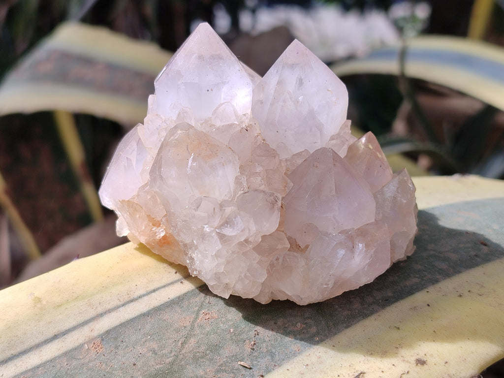 Natural Lilac Cactus Spirit Quartz Clusters x 6 From South Africa - Toprock Gemstones and Minerals 