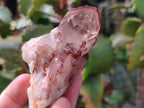 Natural Red Hematoid Quartz Crystals x 12 From Karoi, Zimbabwe - Toprock Gemstones and Minerals 