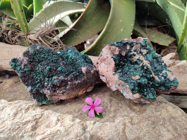Natural Ball Malachite and Drusy Quartz On Dolomite Matrix Specimens x 2 From Kambove, Congo