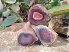 Polished On One Side Red Sashe River Agate Nodules x 54 From Zimbabwe - Toprock Gemstones and Minerals 