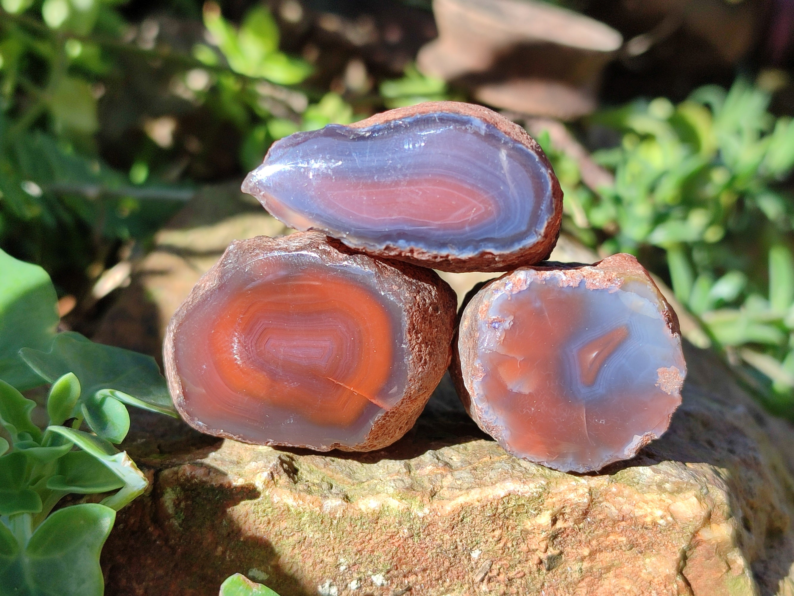 Polished On One Side Red Sashe River Agate Nodules x 54 From Zimbabwe - Toprock Gemstones and Minerals 