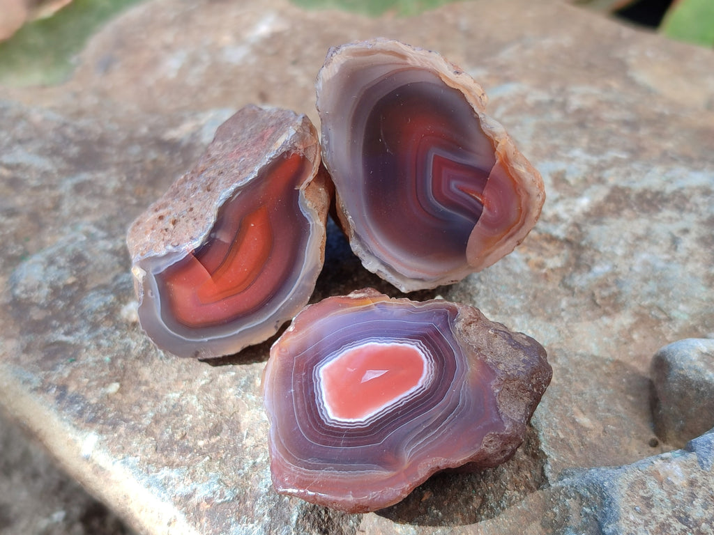 Polished On One Side Red Sashe River Agate Nodules x 54 From Zimbabwe - Toprock Gemstones and Minerals 