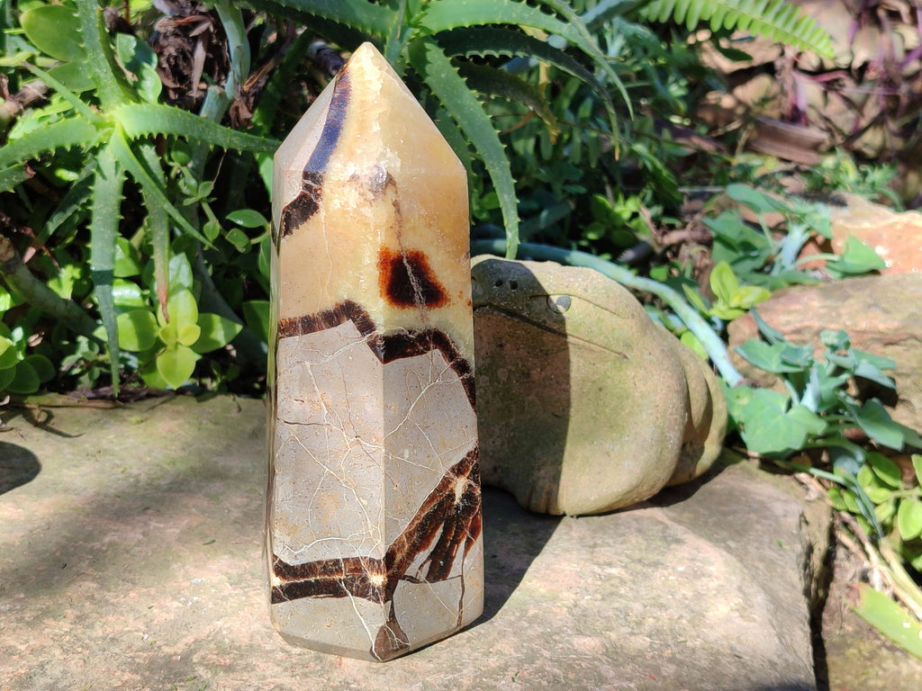 Polished Fossilized Septerye Point x 1 From Mahajanga, Madagascar - Toprock Gemstones and Minerals 