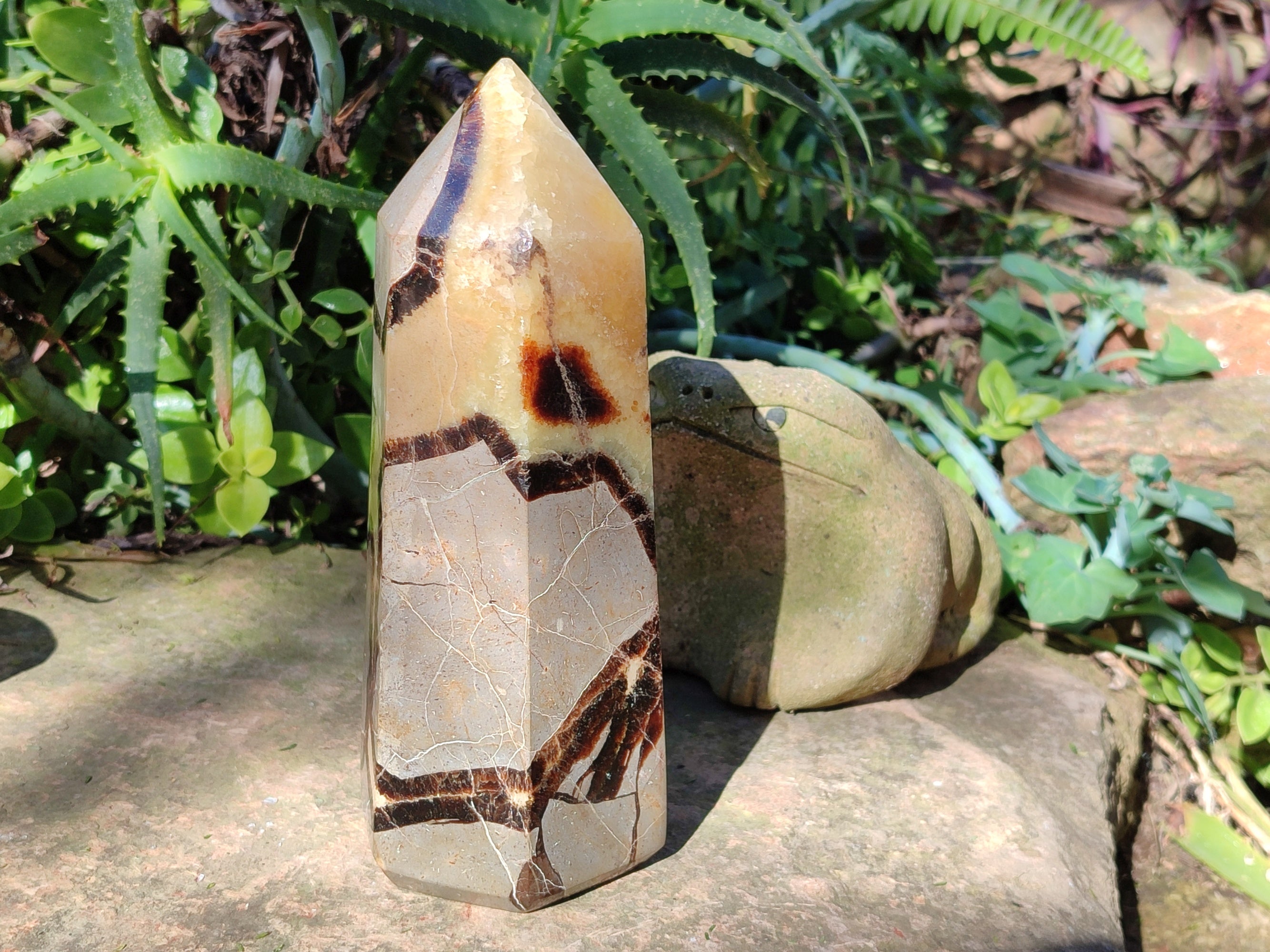 Polished Fossilized Septerye Point x 1 From Mahajanga, Madagascar - Toprock Gemstones and Minerals 