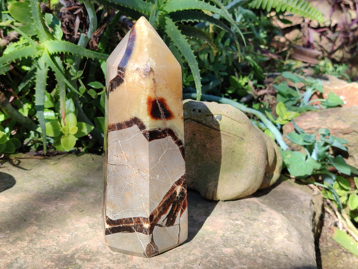 Polished Fossilized Septerye Point x 1 From Mahajanga, Madagascar - Toprock Gemstones and Minerals 