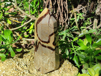 Polished Fossilized Septerye Point x 1 From Mahajanga, Madagascar - Toprock Gemstones and Minerals 