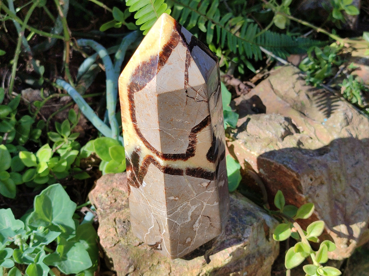 Polished Fossilized Septerye Point x 1 From Mahajanga, Madagascar - Toprock Gemstones and Minerals 