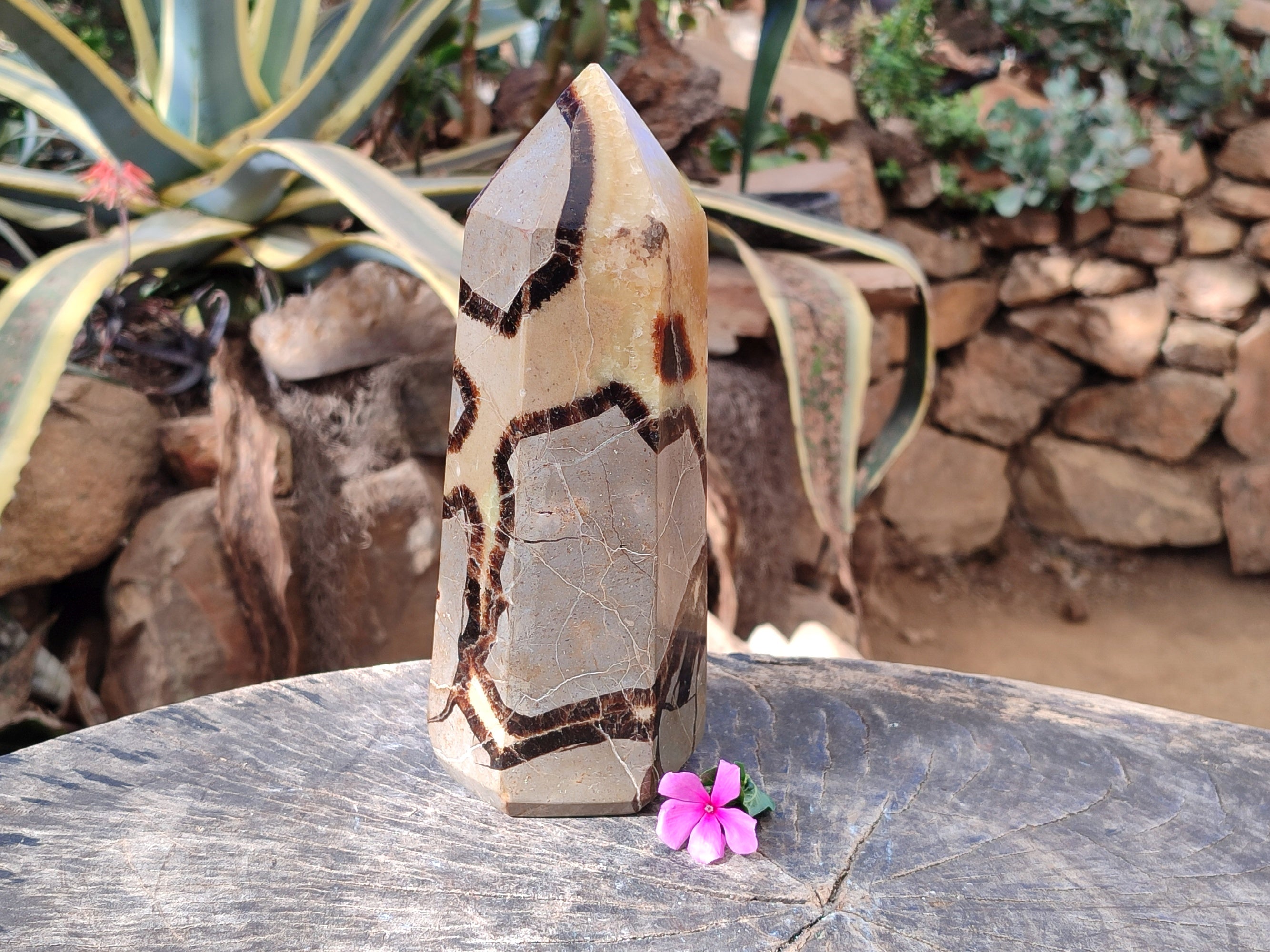 Polished Fossilized Septerye Point x 1 From Mahajanga, Madagascar - Toprock Gemstones and Minerals 