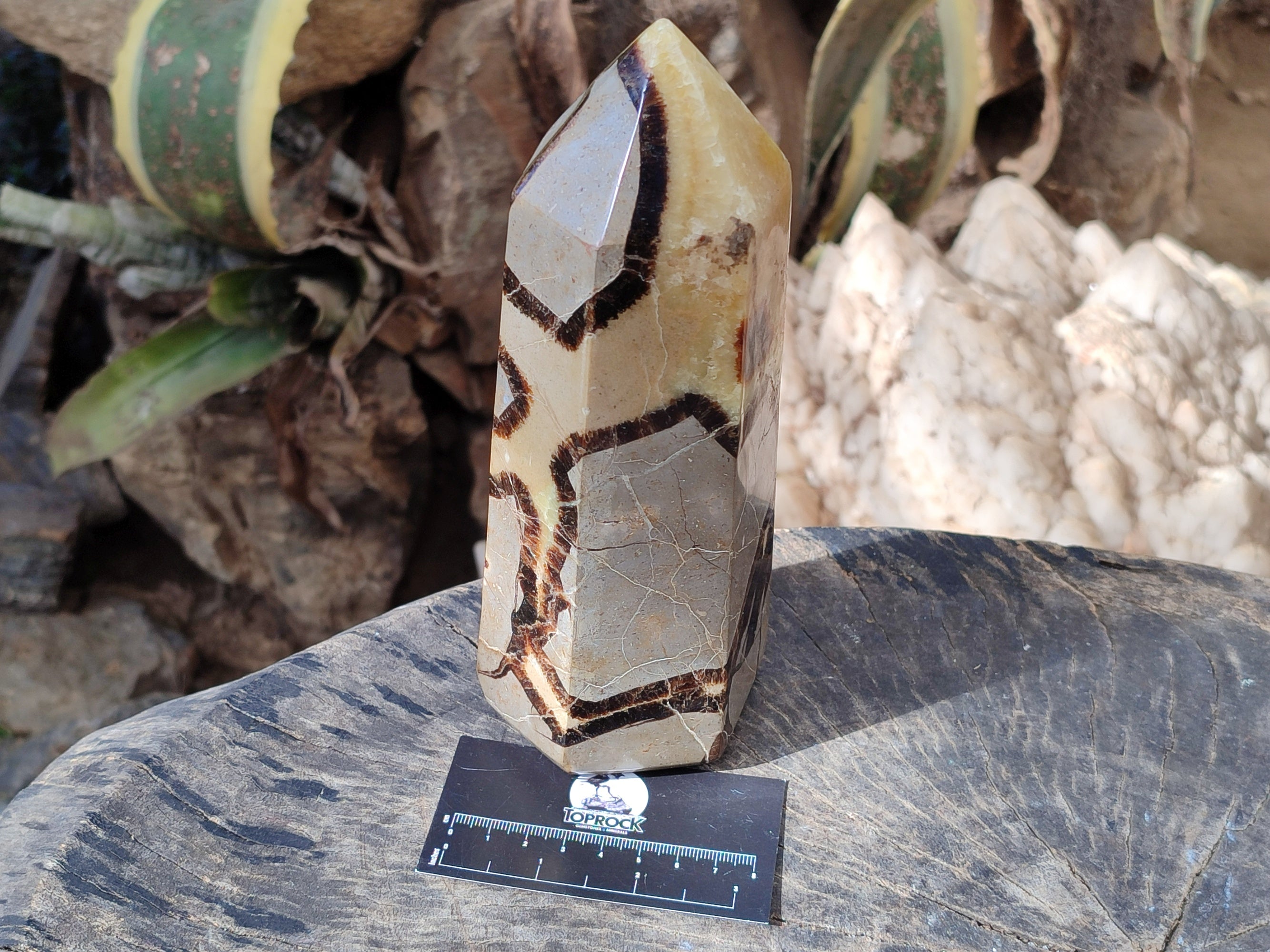 Polished Fossilized Septerye Point x 1 From Mahajanga, Madagascar - Toprock Gemstones and Minerals 