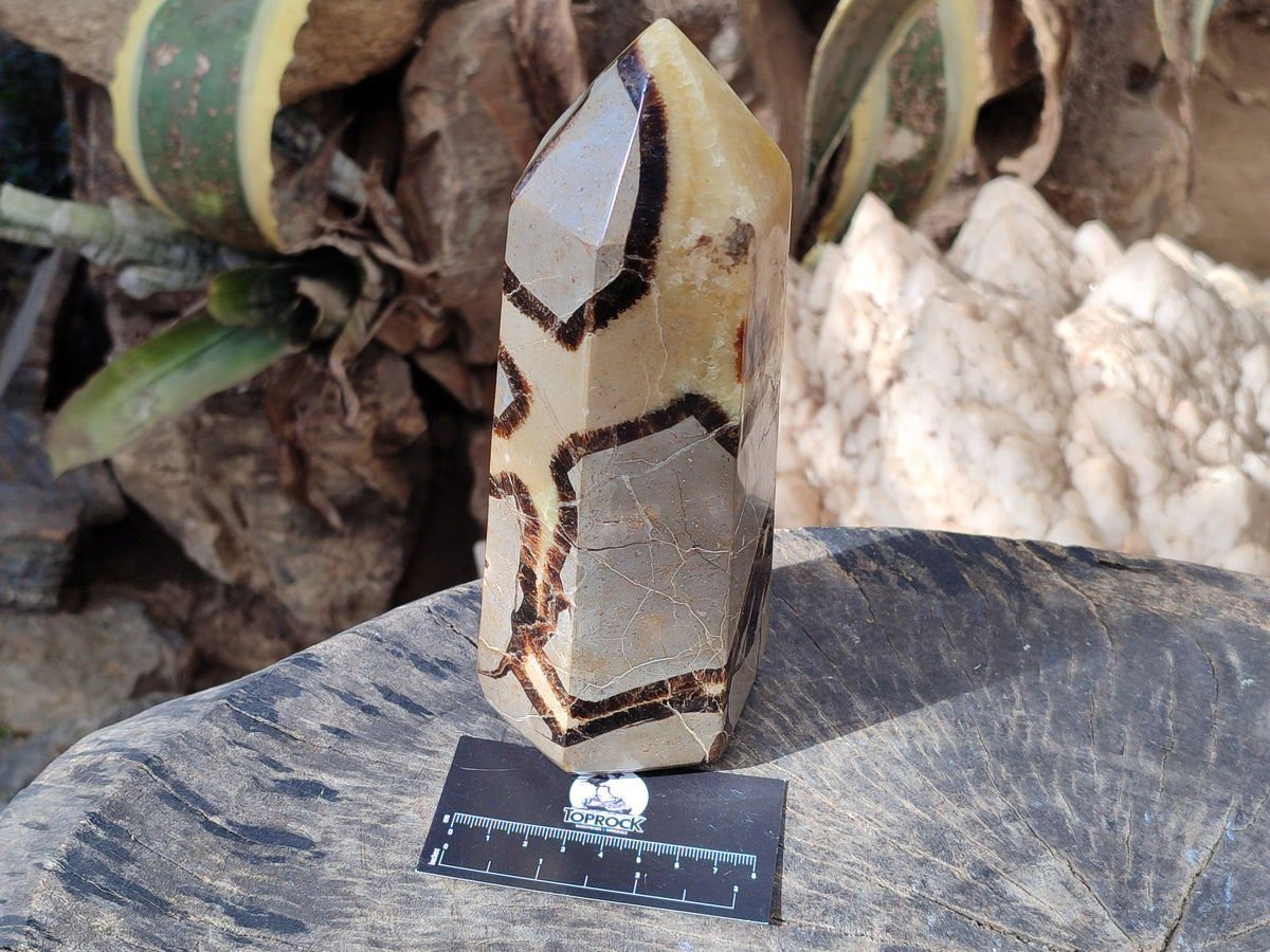 Polished Fossilized Septerye Point x 1 From Mahajanga, Madagascar - Toprock Gemstones and Minerals 