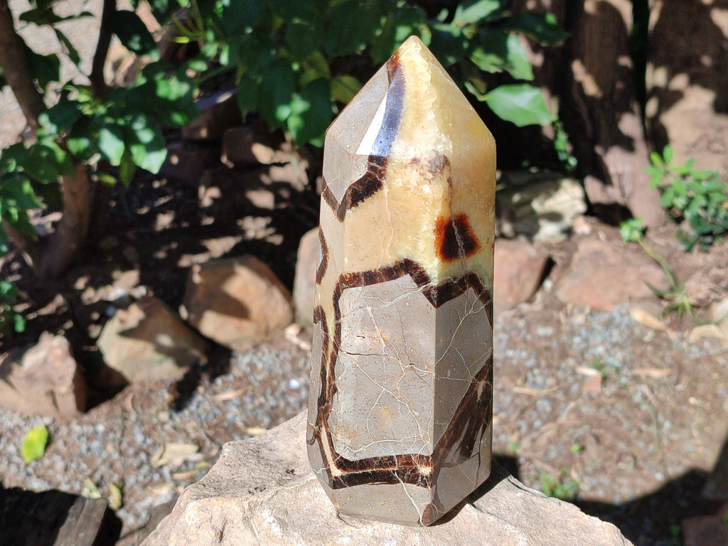 Polished Fossilized Septerye Point x 1 From Mahajanga, Madagascar - Toprock Gemstones and Minerals 